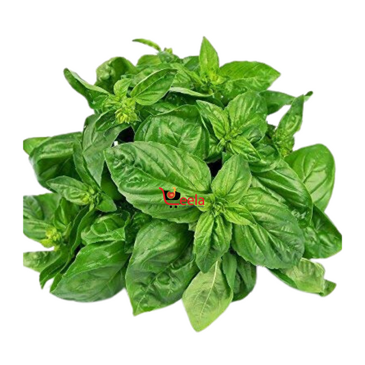 BASIL LEAVES