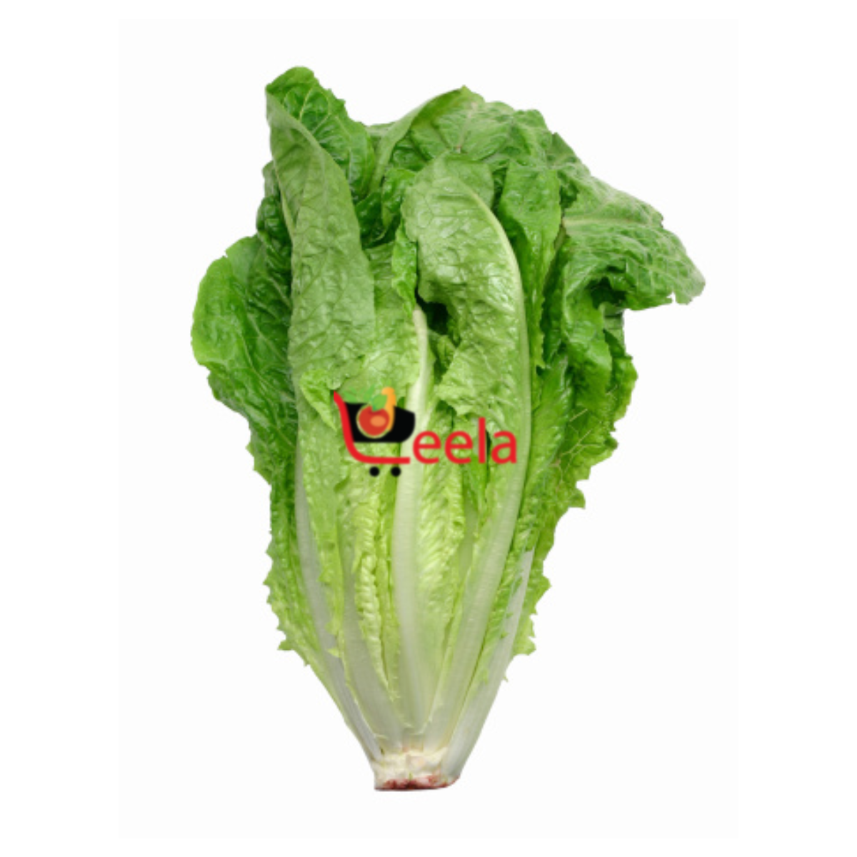 LETTUCE