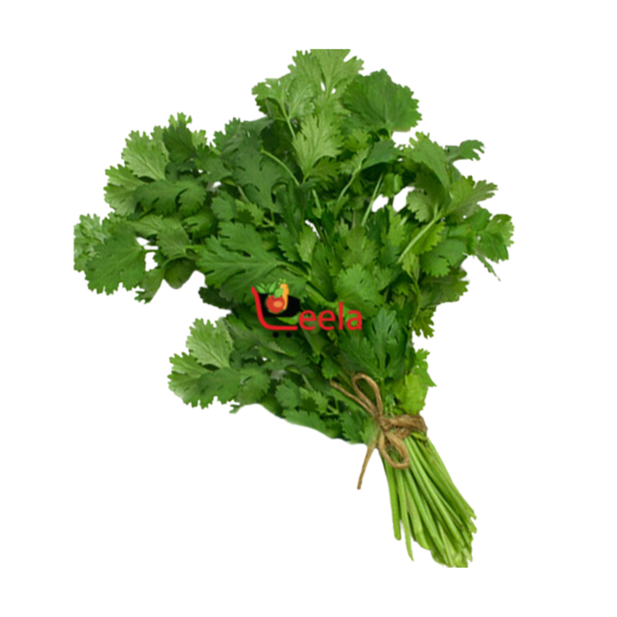 CORIANDER LEAVES