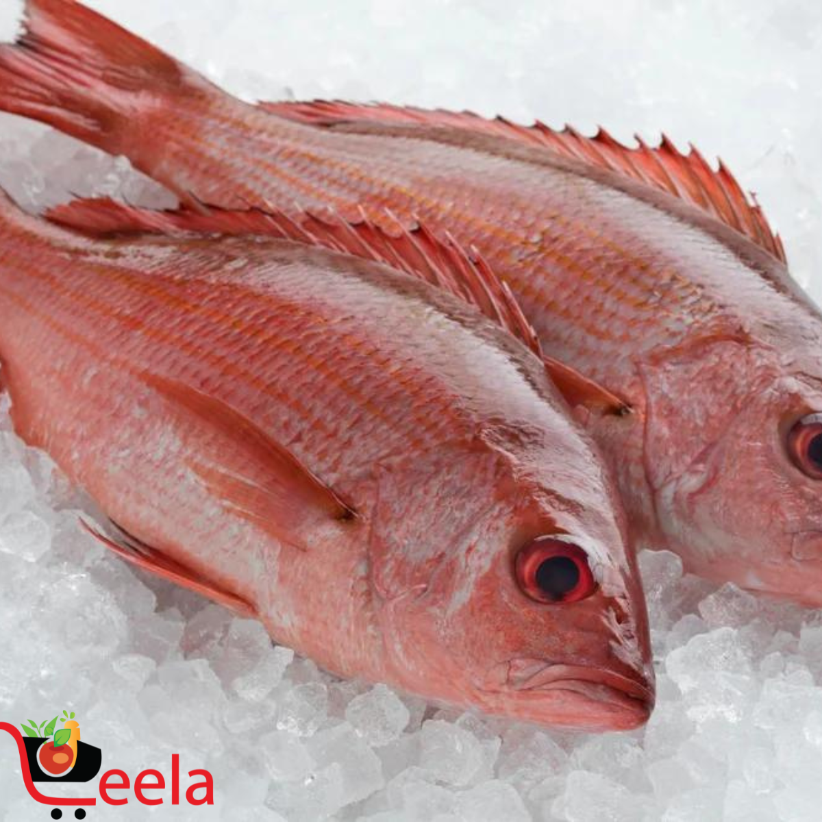 RED SNAPPER